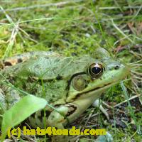 /home//u458753944/public_html/sourcegallery//Frogs/More bullfrogs/P8150195.JPG